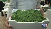 Gusto Verde: Fruit Logistica a Berlino