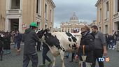 Protesta dei trattori La mucca a San Pietro