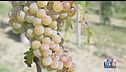 Gusto di Vino: Il Verdicchio