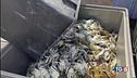 Caldo e granchio blu, la crisi delle vongole