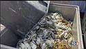 Caldo e granchio blu, la crisi delle vongole