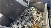 Caldo e granchio blu, la crisi delle vongole