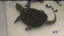 Animali esotici piaga pericolosa