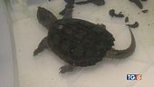 Animali esotici piaga pericolosa