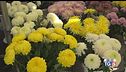 Un fiore per i defunti nonostante i rincari
