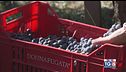 Gusto Di Vino: la vendemmia più lunga d'Italia