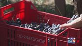Gusto Di Vino: la vendemmia più lunga d'Italia