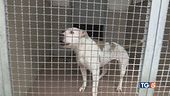 Per pitbull e molossi è emergenza abbandono