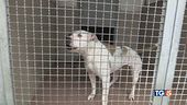 Per pitbull e molossi è emergenza abbandono