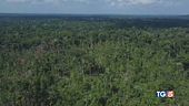 Narcos cercano oro devastata l'Amazzonia