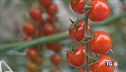 Dop e Igp, vittoria per il made in Italy