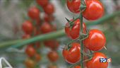 Dop e Igp, vittoria per il made in Italy