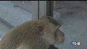 Animali in fuga per essere liberi