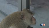 Animali in fuga per essere liberi