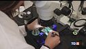 Microchip: 3,2 mld investiti sull'Italia
