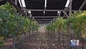 Gusto di Vino -  Fotovoltaico e vigneti