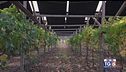 Gusto di Vino -  Fotovoltaico e vigneti