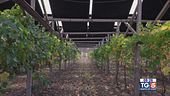 Gusto di Vino -  Fotovoltaico e vigneti