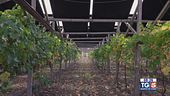 Gusto di Vino -  Fotovoltaico e vigneti