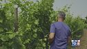 Gusto di Vino: Malvasia di Simon di Brazzan