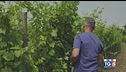 Gusto di Vino: Malvasia di Simon di Brazzan