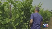Gusto di Vino: Malvasia di Simon di Brazzan