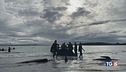 Il mistero delle balene spiaggiate