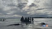 Il mistero delle balene spiaggiate
