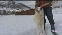 Un bonus per i cani a difesa del gregge