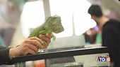 Animali esotici tra curiosità e pregiudizi