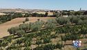 Gusto Di Vino: il verdicchio
