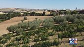 Gusto Di Vino: il verdicchio