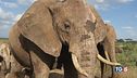 Caccia agli elefanti Kenya accusa Tanzania