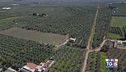Gusto di Vino: Andria, città dell'olio da sempre