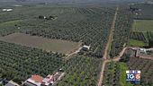 Gusto di Vino: Andria, città dell'olio da sempre
