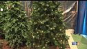 Tra alberi e presepi profumo di Natale