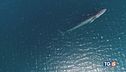 Sulla rotta dei cetacei meraviglie della natura