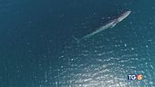 Sulla rotta dei cetacei meraviglie della natura