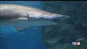 Terrore nel Mar Rosso squalo uccide italiano