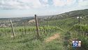 Gusto Di Vino: il Sangiovese