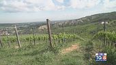 Gusto Di Vino: il Sangiovese