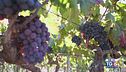 Gusto di Vino - Il Primitivo di Manduria