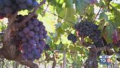 Gusto di Vino - Il Primitivo di Manduria