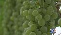 Gusto di Vino: Macfrut, la fiera dell'ortofrutta italiana
