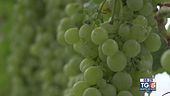 Gusto di Vino: Macfrut, la fiera dell'ortofrutta italiana