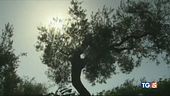 Ucciso da un fulmine, piogge in tutta Italia