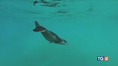 Bentornata foca monaca!