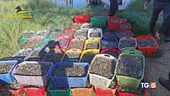 Dall'olio alle vongole la truffa è nel piatto
