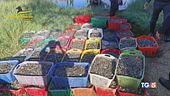 Dall'olio alle vongole la truffa è nel piatto
