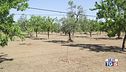 Sud Italia a secco, Texas devastato